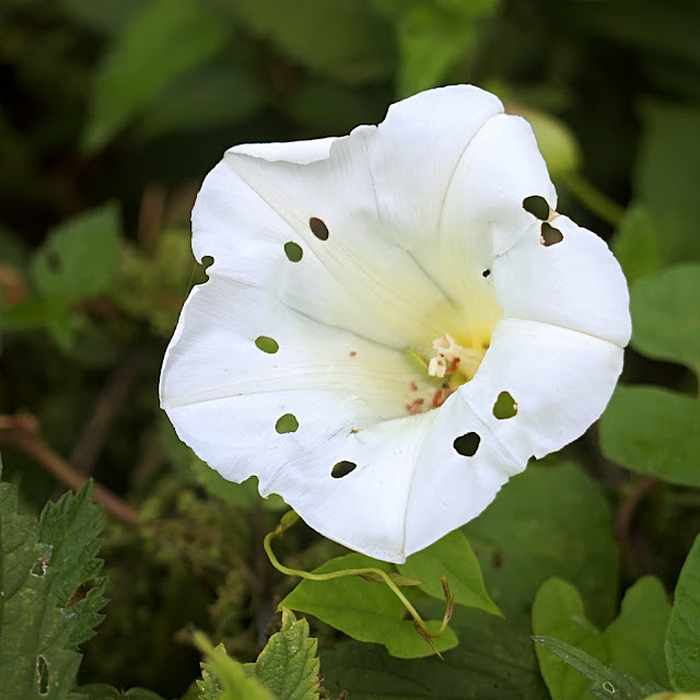 Single convolvulus bloom with holes eaten into it