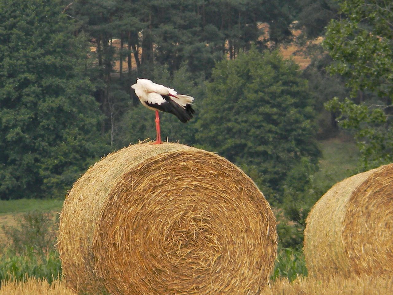 dziób, bocian, słoma, koniec lata