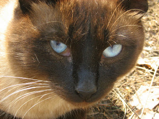 Siamese Cat-Twins: First Brother