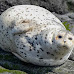 Whisker Wonders: Harbor Seals' Sensational Hunting Advantage Unveiled