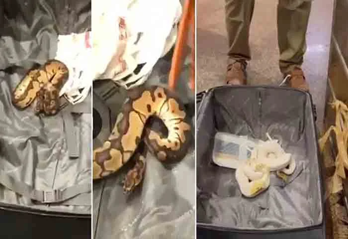 47 snakes, 2 lizards seized from passenger at Trichy airport, arrested, Chennai, News, Seized, Trichy Airport, Passenger, Arrested, Bag, Customs, National News.