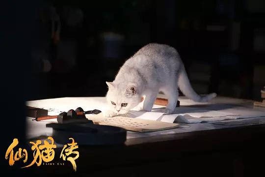 Fairy Cat China Movie