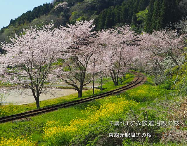 いすみ鉄道沿線の桜☆東総元駅周辺の桜