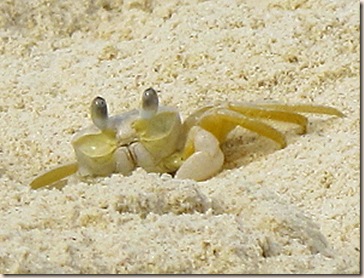 crab