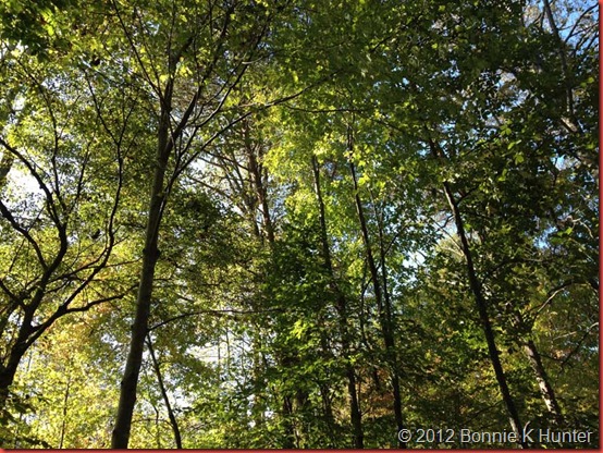 fall_2012 001