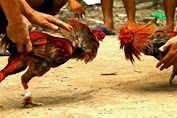 Kalangan Sabung Ayam Tetap Buka Pelaku "Terkesan Kebal Hukum" Tindakan Aparat Tak Digubris