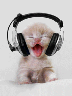 funny cat music gif image funny alarm gif image funny