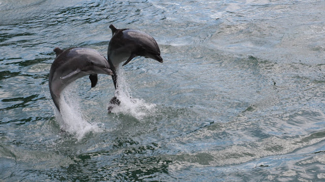 Dolphins Jumps HD Wallpaper