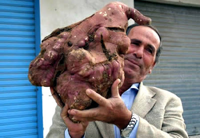 World's Biggest Sweet Potato (24.9 Lbs or 11.2 Kg)