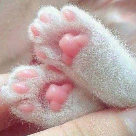 cute cat paws