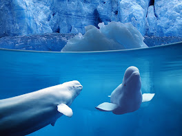 Belugas Underwater, Ocean Life Free WALLPAPERS