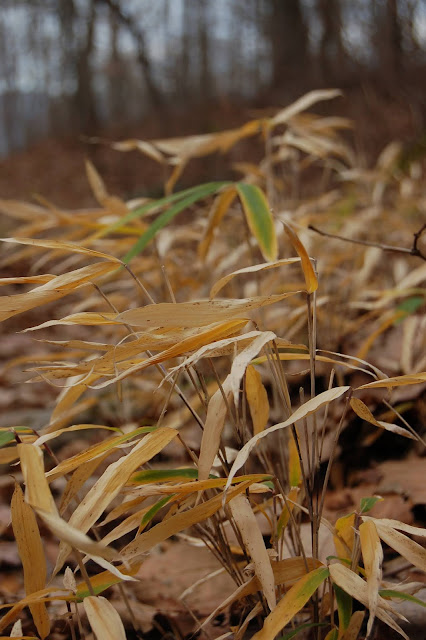 Dried Grasses in Southeastern Tennessee Winter.