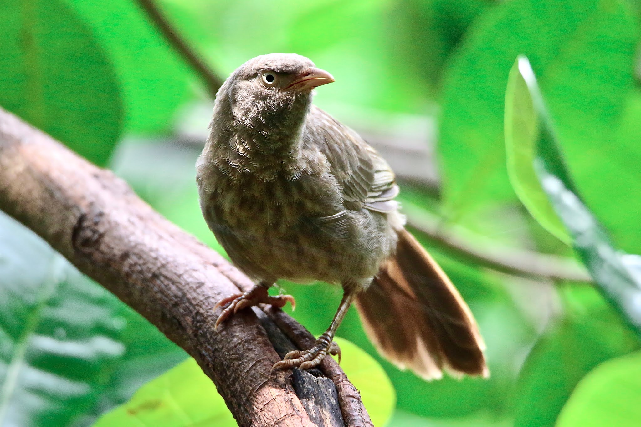 The jungle babbler, Seven Sisters bird image high resolution free