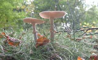 maagdelijk witte paddenstoelen