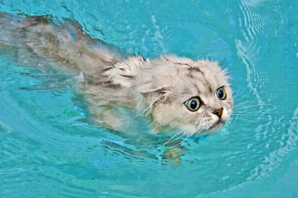 Can Cats Swim? [Or Not?]