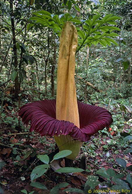 Giant Corpse Flower 257 Cm Height