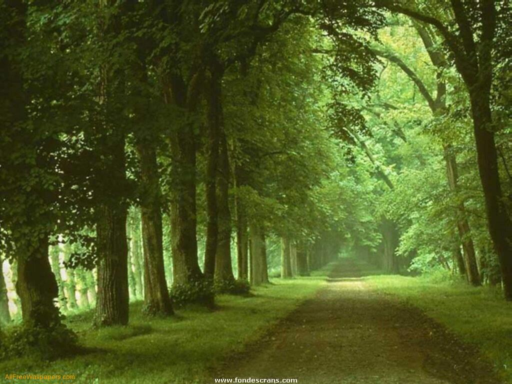 free green road nature wallpaper free green road nature windows ...