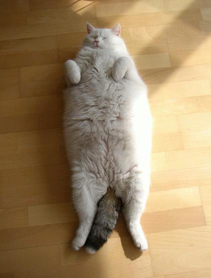 cute fat cat