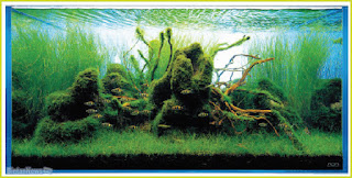 Menerapkan Style (Gaya) dan Rekayasa Aquascape