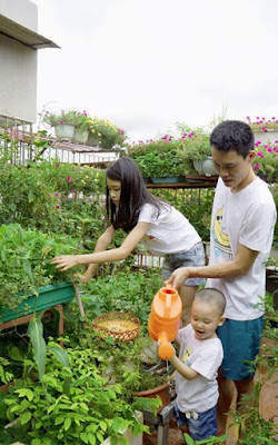 Bí quyết trồng rau sạch trên sân thượng để cả nhà cùng vui