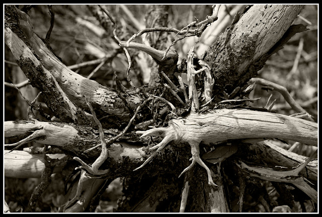 Nova Scotia; Gaff Point; Driftwood