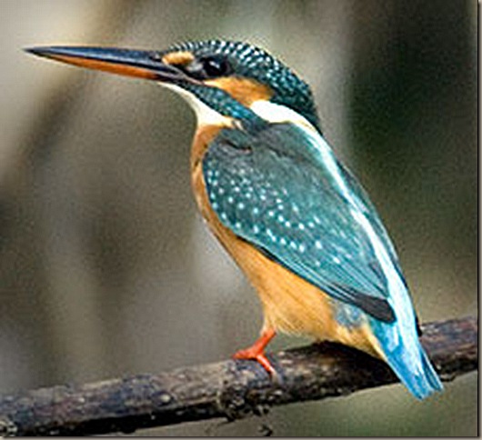 kingfisher