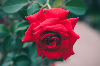 اجمل وردة حمراء في العالم للحب