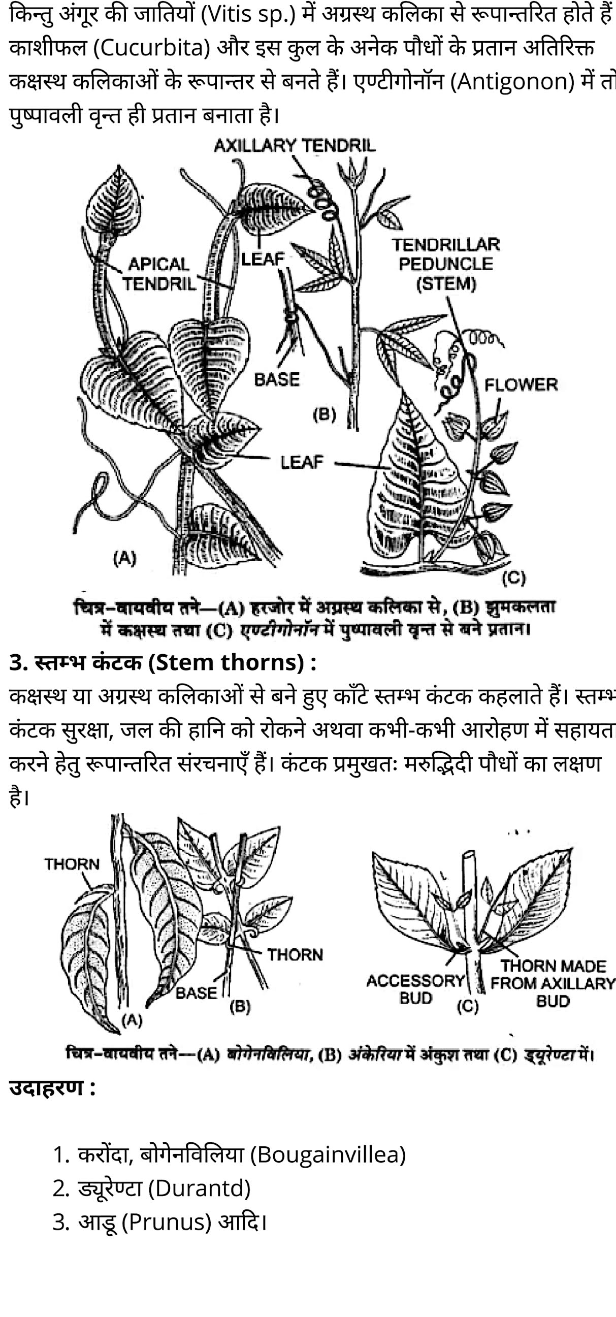 कक्षा 11 जीव विज्ञान अध्याय 5 के नोट्स हिंदी में एनसीईआरटी समाधान,   class 11 Biology Chapter 5,  class 11 Biology Chapter 5 ncert solutions in hindi,  class 11 Biology Chapter 5 notes in hindi,  class 11 Biology Chapter 5 question answer,  class 11 Biology Chapter 5 notes,  11   class Biology Chapter 5 in hindi,  class 11 Biology Chapter 5 in hindi,  class 11 Biology Chapter 5 important questions in hindi,  class 11 Biology notes in hindi,  class 11 Biology Chapter 5 test,  class 11 BiologyChapter 5 pdf,  class 11 Biology Chapter 5 notes pdf,  class 11 Biology Chapter 5 exercise solutions,  class 11 Biology Chapter 5, class 11 Biology Chapter 5 notes study rankers,  class 11 Biology Chapter 5 notes,  class 11 Biology notes,   Biology  class 11  notes pdf,  Biology class 11  notes 2021 ncert,  Biology class 11 pdf,  Biology  book,  Biology quiz class 11  ,   11  th Biology    book up board,  up board 11  th Biology notes,  कक्षा 11 जीव विज्ञान अध्याय 5, कक्षा 11 जीव विज्ञान का अध्याय 5 ncert solution in hindi, कक्षा 11 जीव विज्ञान  के अध्याय 5 के नोट्स हिंदी में, कक्षा 11 का जीव विज्ञान अध्याय 5 का प्रश्न उत्तर, कक्षा 11 जीव विज्ञान अध्याय 5 के नोट्स, 11 कक्षा जीव विज्ञान अध्याय 5 हिंदी में,कक्षा 11 जीव विज्ञान  अध्याय 5 हिंदी में, कक्षा 11 जीव विज्ञान  अध्याय 5 महत्वपूर्ण प्रश्न हिंदी में,कक्षा 11 के जीव विज्ञानके नोट्स हिंदी में,जीव विज्ञान  कक्षा 11 नोट्स pdf,