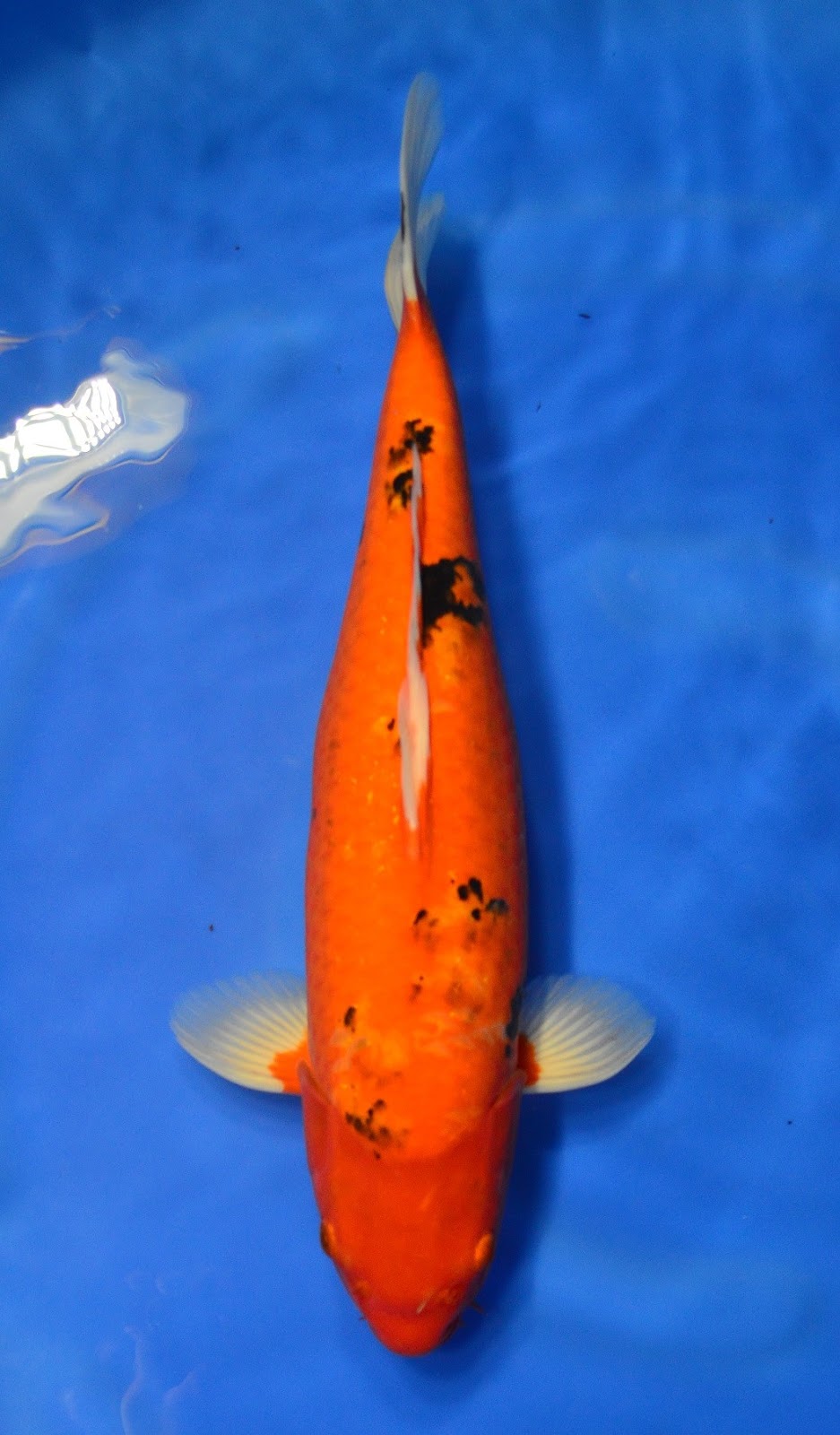 Jual Indukan Koi Aka Bekko (Besar +25cm) Super - DUTA KOI | Jual Ikan