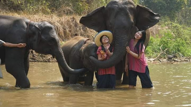 mae rim elephant home, maerim elephant home, mae rim elephant camp, maerim elephant camp, maerim elephant chiang mai, mae rim elephant chiang mai