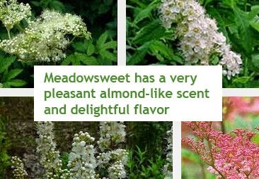 meadowsweet herb natural aspirin