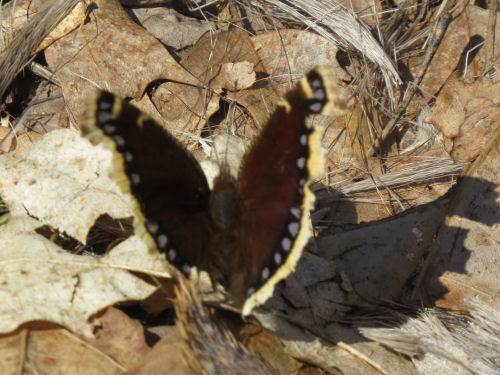 mourning cloak butterfly