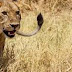 Botswana Family Vacation: Okavango Delta & Makgadikgadi Salt Pans
