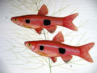 Red Rasbora - Harlequin Rasbora