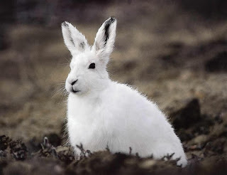 arctic hare