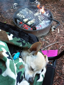 Camping essentials for chihuahuas.