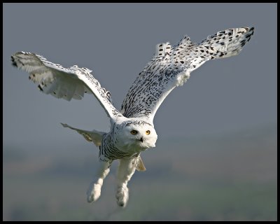 Pictures Of Snowy Owl - Free Snowy Owl pictures 