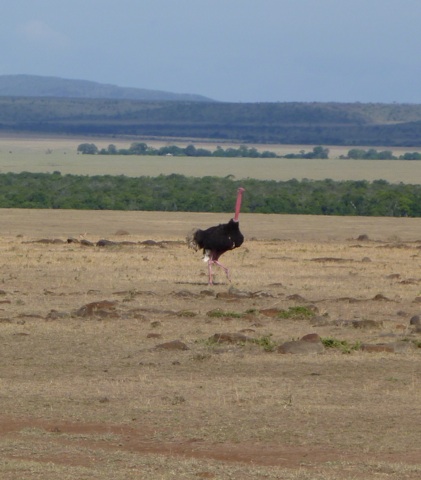 ostrich01.jpg