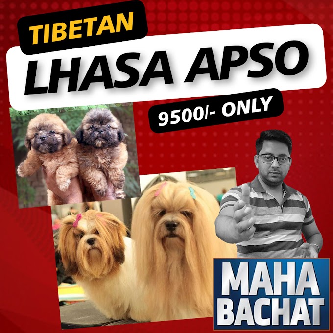 Tibetan Lhasa Apso | Best Tibetan Lhasa apso breeders in India | Sri Sai Pet World