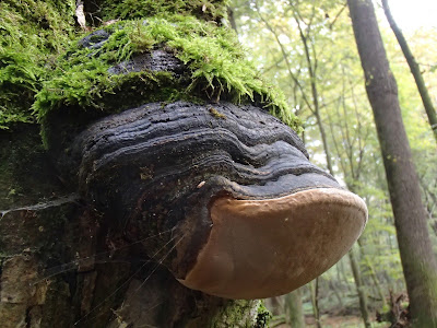 Puszcza Niepołomicka, rezerwat Lipówka, grzyby 2016, grzyby w październiku, grzyby nadrzewne, grzybówki, Mycena, czernidłaki, Coprinus, ziarnówka