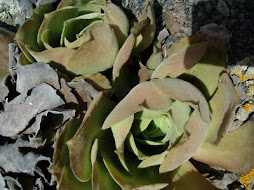 Aeonium longithyrsum