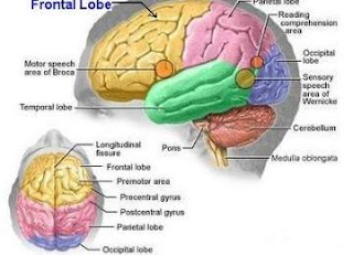 Bagian Otak yang Mengatur Gerak Tubuh Manusia