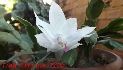 Flor de maio cactos