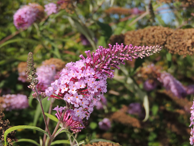 Buddleja davidii Franch.