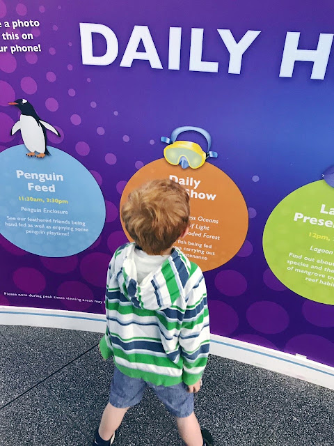 Little boy looking at the noticeboard