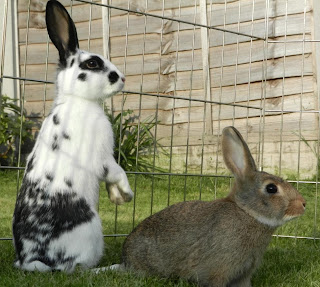 A pair of rabbits