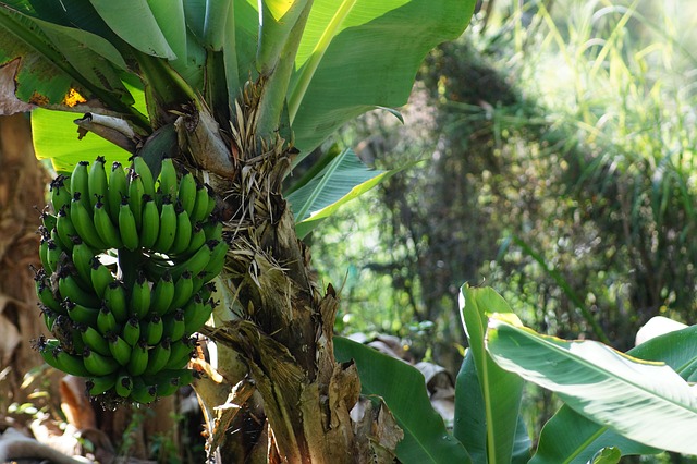 gambar tanaman pisang