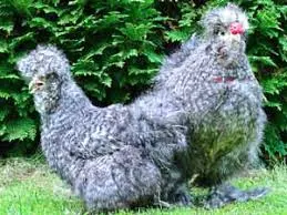 Silkies are so distinctive that they have been described as the poodles of the chicken world. The scientific name of Silkie is Gallus domesticus. Other names for the Silkie are Chicken Silkie, Bearded Silkie or Bantam Silkie. Silkies have other colors such as buff, but white is the most popular. They were originally from China.   3. Kadaknath chicken