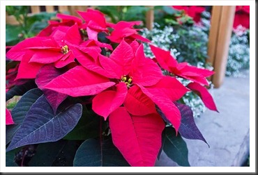 2011Dec31-Brookside-Gardens-36