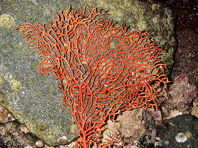 Sea fan, Order Gorgonacea